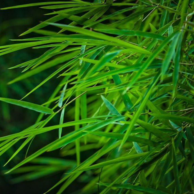 Bamboo leaf hydrosol