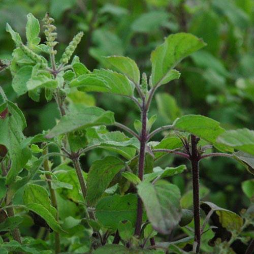 Tulsi - Holy Basil Essential oil