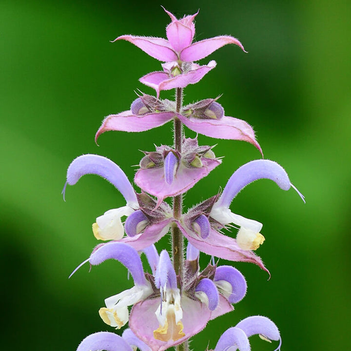 Clary Sage Essential Oil Profile