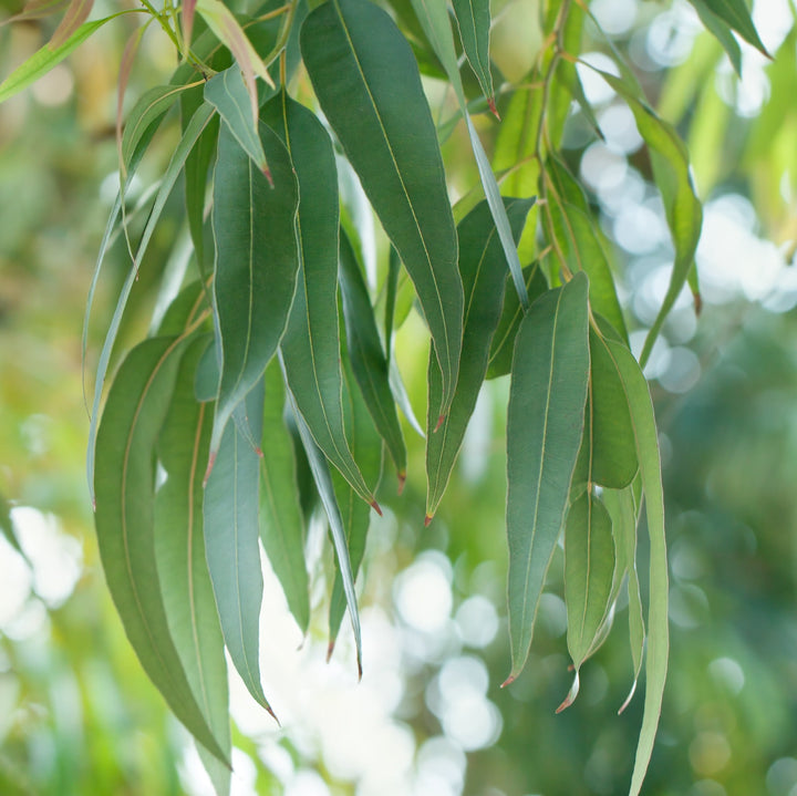 Eucalyptus Essential Oil Profile