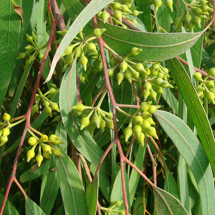 Eucalyptus Smithii Essential oil Profile
