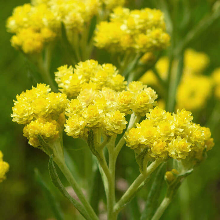 Immortelle Essential oil Profile