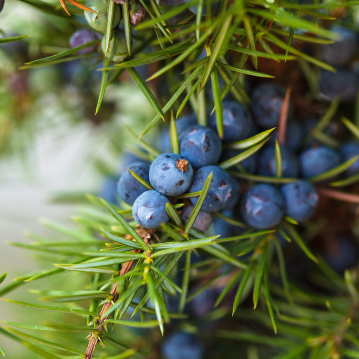 Juniper berry Essential Oil Profile