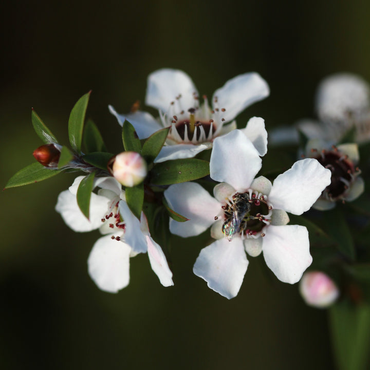 Manuka Essential Oil Profile