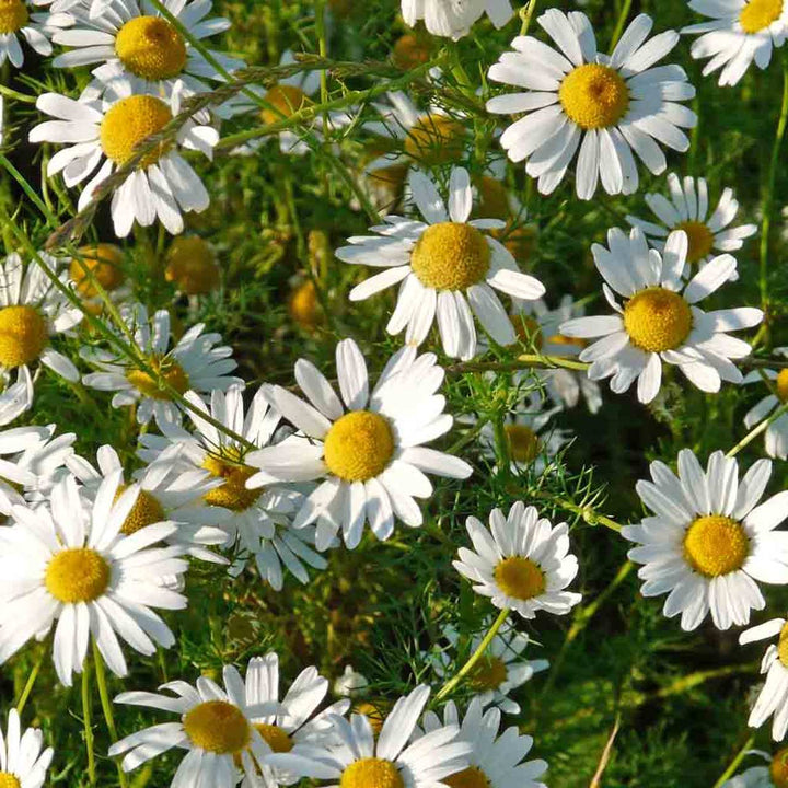 Roman Chamomile Essential Oil Profile