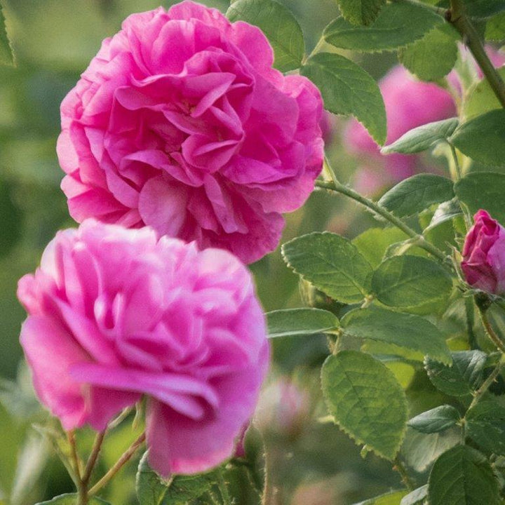 Rose Damask Otto Profile