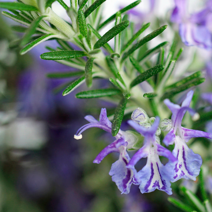 Rosemary verbenone Essential Oil Profile