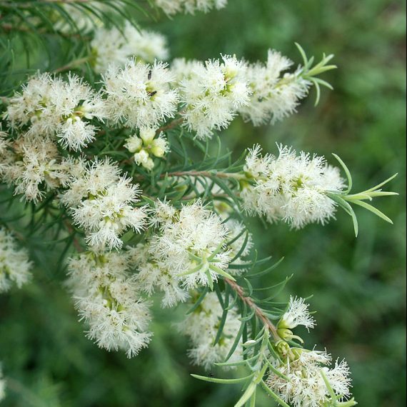 Tea Tree Essential Oil Profile