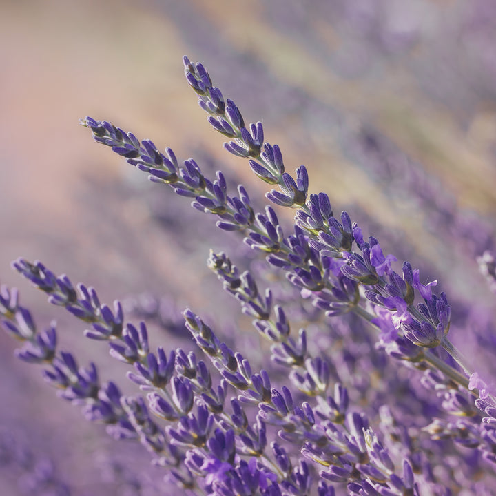 Lavender Essential Oil Profile