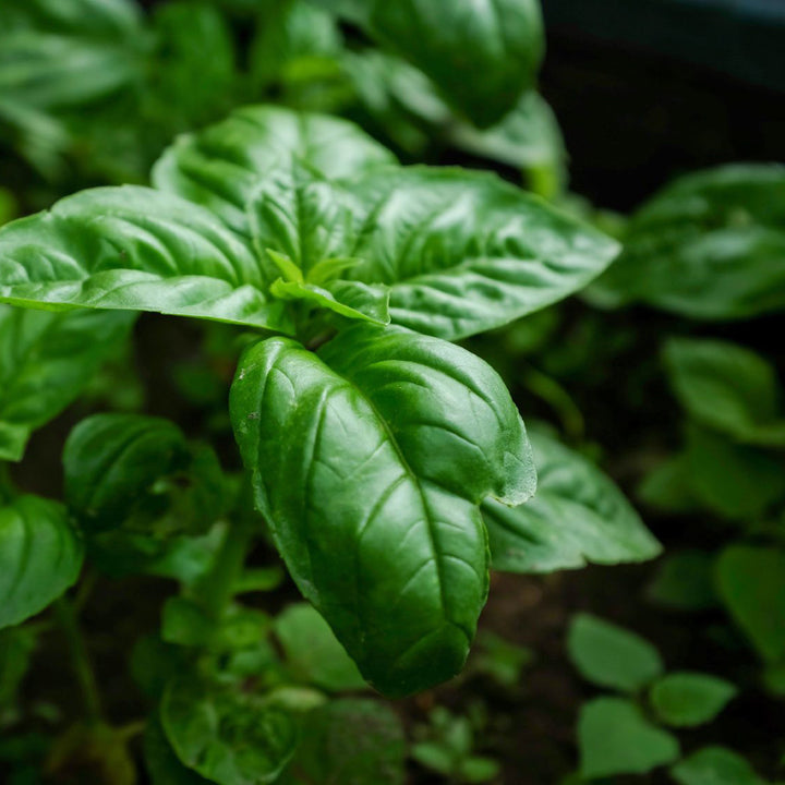 Basil Essential Oil Profile