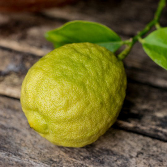 Bergamot Essential Oil Profile