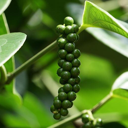 Black Pepper Essential Oil Profile