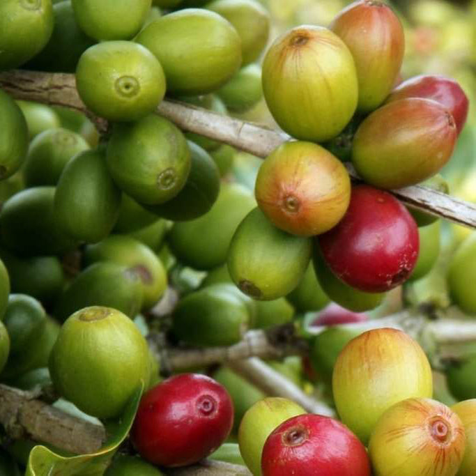 Native Essentials Skincare benefits of Coffee for the skin