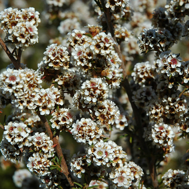 Fragonia Essential Oil Profile