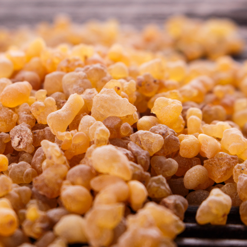 Frankincense Essential Oil Profile
