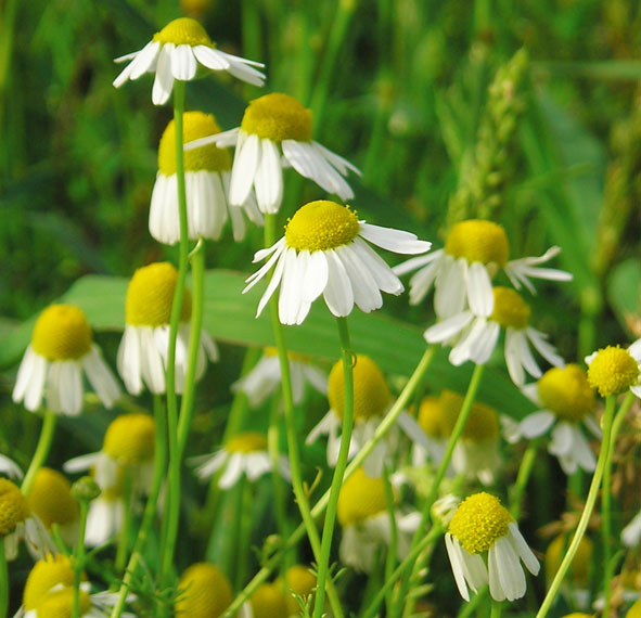 Blue Chamomile Essential oil Profile