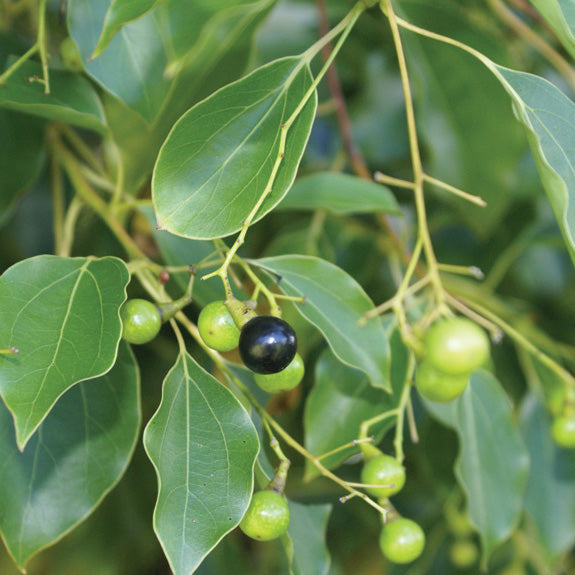 Ho Sho Essential Oil Profile