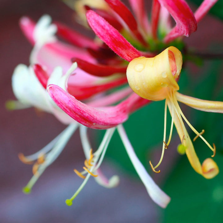 Honeysuckle Essential Oil Profile