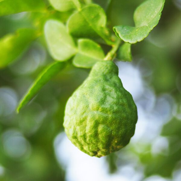 Kaffir Lime Hydrosol