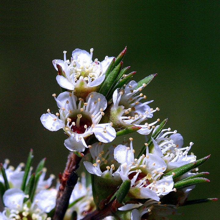 Kanuka Essential Oil Profile