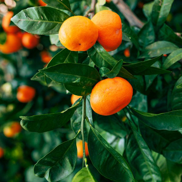 Mandarin Essential Oil Profile | Native Essentials Natural Skin Care