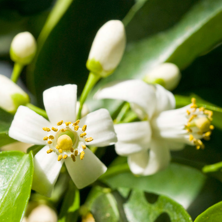 Neroli Essential Oil Profile