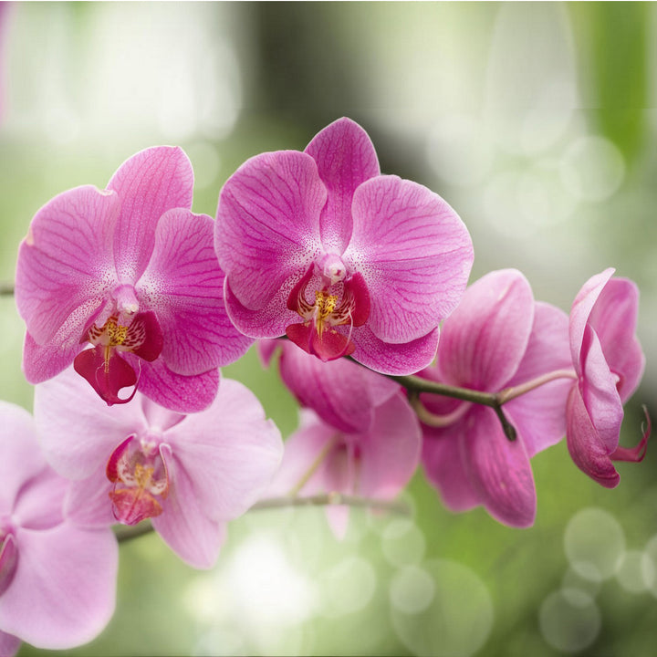 Orchid - the elegant ageless flower
