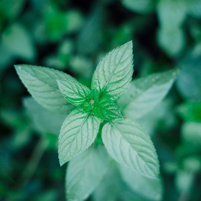 Peppermint Essential Oil Profile