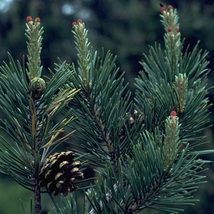 Pine Essential Oil Profile