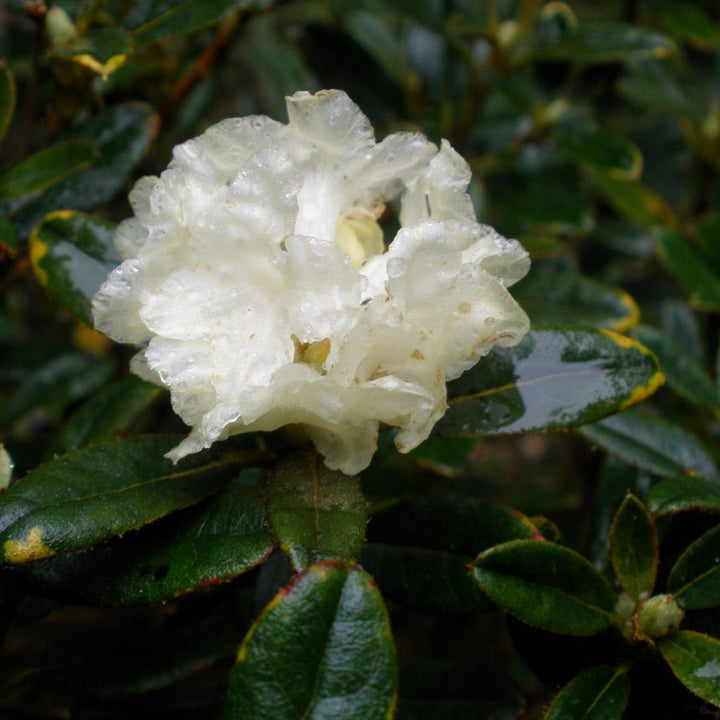 Rhododendron Essential Oil Profile