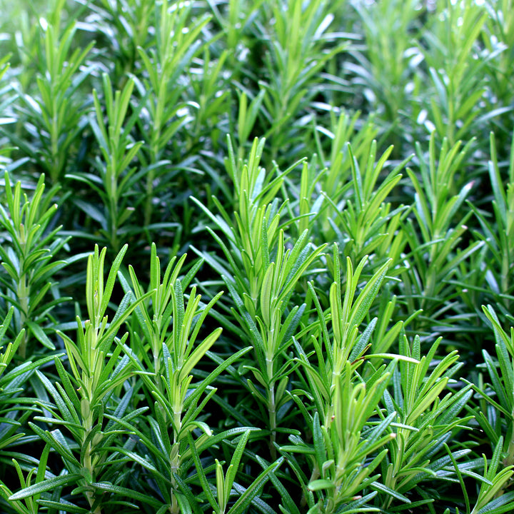 Rosemary camphor Essential Oil Profile