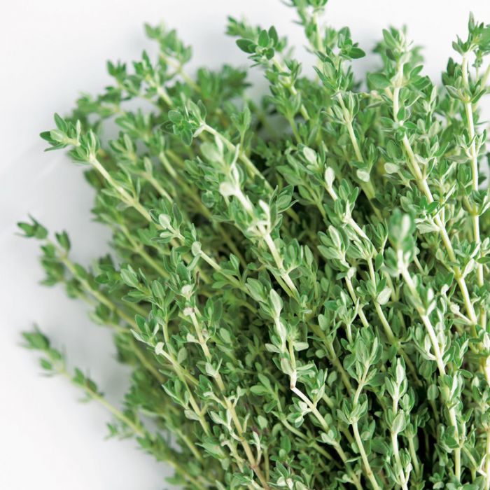 Thyme Essential Oil Profile