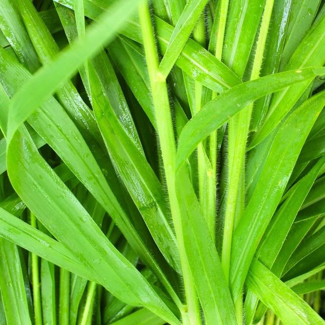 Vetiver Essential Oil Profile