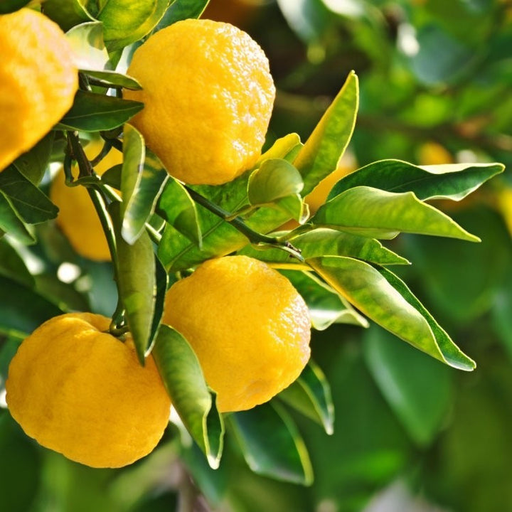 Yuzu Essential Oil